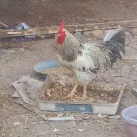 خروس برای فروش جوان مرغ گیر