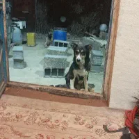 سگ نگهبان