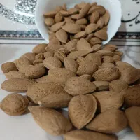 بادام تلخ