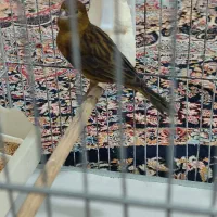 ماده کبالت جفتی سهر /20000000|پرنده|پاکدشت, پاکدشت (مامازند)|دیوار