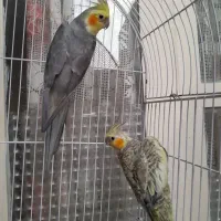 فروش یک جفت عروس هلندی مولد