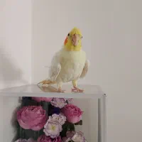 عروس هلندی ماده بالغ دستی