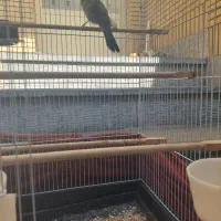 سهره|پرنده|مشهد, سید رضی|دیوار