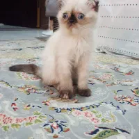 گربه نژاد دار و خاص