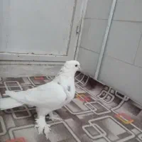 کفتر|پرنده|مهریز, |دیوار