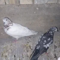 ۴ تا شیخ|پرنده|ایذه, |دیوار