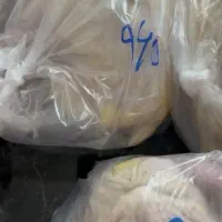 خروس رضوانشهر|حیوانات مزرعه|رضوانشهر, |دیوار