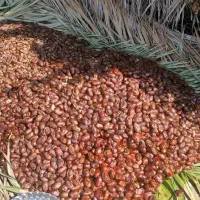 پاجوش(فسیل)