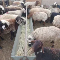 تولید انواع اخور گوسفند و گاو|لوازم جانبی حیوانات|دهاقان, |دیوار