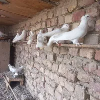 کبوتر سفیدکاکلی و سبزکاکلی