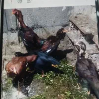 مرغ لاری ۵ تا است سرحال