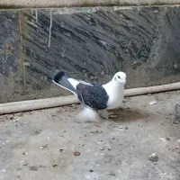 کبوتر دمچتری و تزیینی|پرنده|بابل, |دیوار