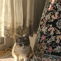 واگذاری بچه گربه|گربه|کرج, حسن آباد|دیوار