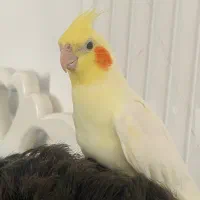 طوطی عروس لوتینو