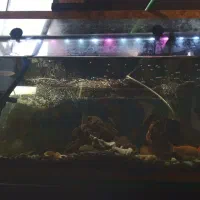 آکواریم با تمام لوازم|ماهی|اهواز, منبع اب|دیوار