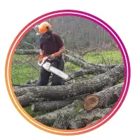 خرید چوب برش درخت خرید درخت قطع درخت اره برقی