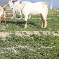 حیوانات مزرعه