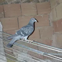 کبوتر مسافتی