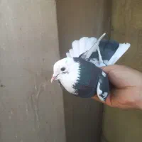 کفتر استفاده