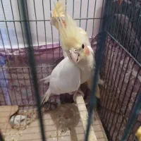 عروس هلندی|پرنده|اسکو, |دیوار