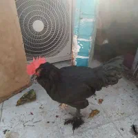 ۶عدد خروس نژاد مرندی خالص جوان بزرگ و مینیاتوری|حیوانات مزرعه|یزد, |دیوار