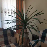 گل  پاندانوس اره ای