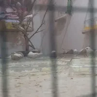 فنج زبرا|پرنده|یزد, |دیوار