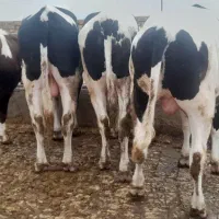 گوساله نرچاق