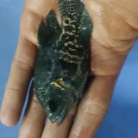ماهی اوسکار