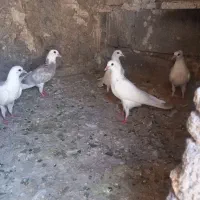 کبوتر