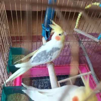 عروس هلندی دو کت لوتینو نر و ماده ساده