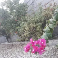 زمین ۱۲۰ متری پدیده