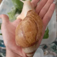 حلزون پرورشی مولد و درمانی