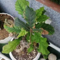 گل و گیاه و بنسای