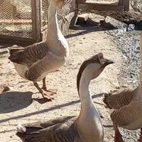 قوغاز خاکستری