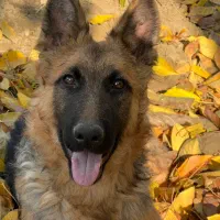 سگ ژرمن شپرد ماده