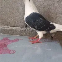 گراف نر|پرنده|تربت جام, حافظ|دیوار