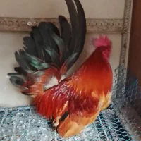 خروس و مرغ زینتی