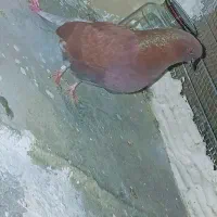 کبوتر پرشی|پرنده|مزرعه کتول, |دیوار