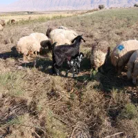 بز و بزغاله|حیوانات مزرعه|چوار, |دیوار