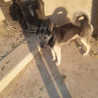 یک سگ گرگی خوشگل خوش قواره|سگ|جاجرود, |دیوار