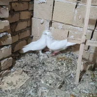 سفید دم چتری زینتی|پرنده|اسفرورین, |دیوار