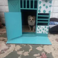 واگذاری پامر نر و ماده|سگ|تهران, تهرانسر غربی|دیوار