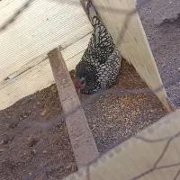 تخم نطفه دار سبرایت مامونیه