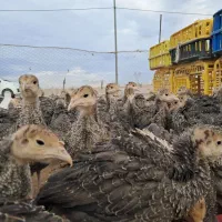 جوجه مرغ و خروس و بوقلمون|حیوانات مزرعه|سیرجان, |دیوار