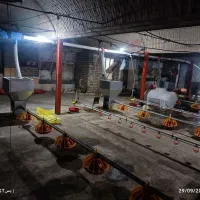 اجاره مرغداری ۱۲هزاری گوشتی اتومات کاشمر|اجارهٔ دفتر صنعتی، کشاورزی، تجاری|خلیل آباد, |دیوار