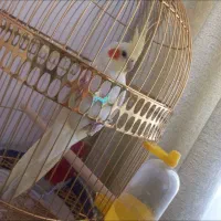 عروس هلندی|پرنده|ساوه, |دیوار