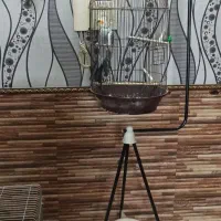 عروس هلندی نر|پرنده|کاشان, امام خمینی|دیوار