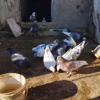 کبوتر|پرنده|ایلخچی, |دیوار