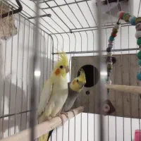 عروس هلندی جفت